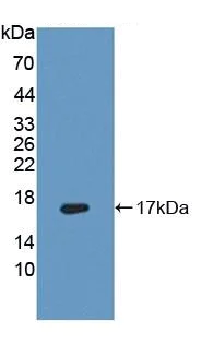 Western blot - Anti-FADS3 antibody (AB232810)