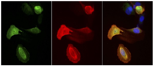 Immunocytochemistry/ Immunofluorescence - Anti-FAF1 antibody (AB202298), expandable thumbnail