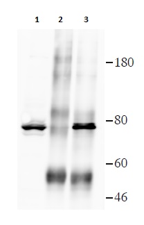 Immunoprecipitation - Anti-FAF1 antibody (AB202298), expandable thumbnail