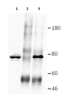 Immunoprecipitation - Anti-FAF1 antibody (AB202298)