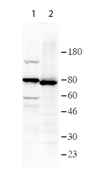 Western blot - Anti-FAF1 antibody (AB202298), expandable thumbnail
