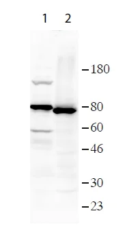 Western blot - Anti-FAF1 antibody (AB202298)