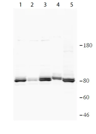 Western blot - Anti-FAF1 antibody (AB202298)