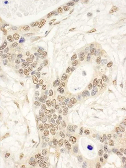 Immunohistochemistry (Formalin/PFA-fixed paraffin-embedded sections) - Anti-FAF1 antibody (AB225556)