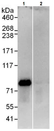 Immunoprecipitation - Anti-FAF1 antibody (AB225556)