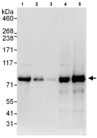 Western blot - Anti-FAF1 antibody (AB225556)