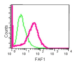FAF1抗体[EPR14754] (ab183045)| Abcam中文官网