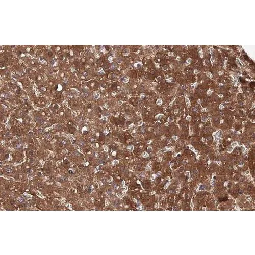 Immunohistochemistry (Formalin/PFA-fixed paraffin-embedded sections) - Anti-FAH antibody [HL1970] (AB317120)