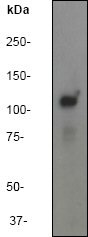 Western blot - Anti-FAK antibody [EP695Y] - BSA and Azide free (AB271836), expandable thumbnail