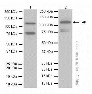 Western blot - Anti-FAK antibody [EP695Y] - BSA and Azide free (AB271836)