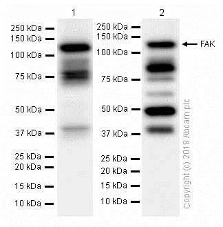 Western blot - Anti-FAK antibody [EP695Y] - BSA and Azide free (AB271836)