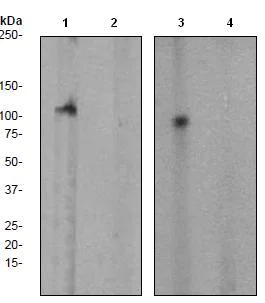 Western blot - Anti-FAK (phospho Y397) antibody [EP2160Y] (AB81298)