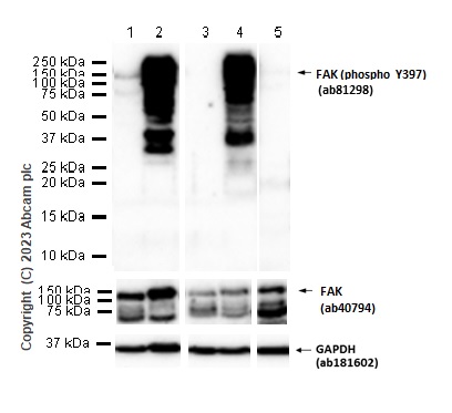 Western blot - Anti-FAK (phospho Y397) antibody [EP2160Y] - BSA and Azide free (AB271862), expandable thumbnail