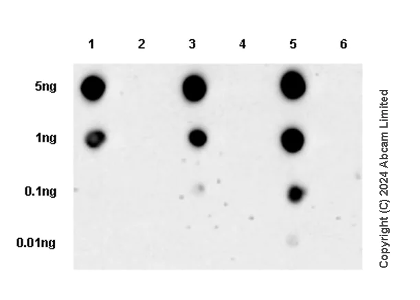 Dot Blot - Anti-FAK (phospho Y397 + Y576 + Y925) antibody [RM1141] (AB322354)