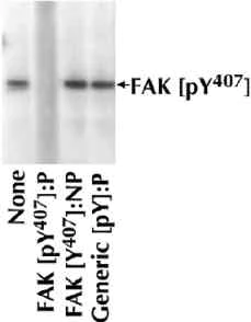 Western blot - Anti-FAK (phospho Y407) antibody (AB4814)