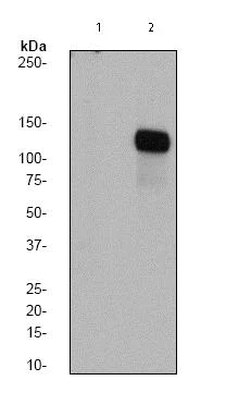 Western blot - Anti-FAK (phospho Y576) antibody [EP1897Y] (AB76120)