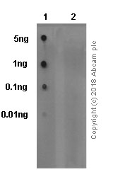 Dot Blot - Anti-FAK (phospho Y576) antibody [EP1897Y] - BSA and Azide free (AB247442), expandable thumbnail