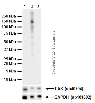 Western blot - Anti-FAK (phospho Y576) antibody [EP1897Y] - BSA and Azide free (AB247442), expandable thumbnail