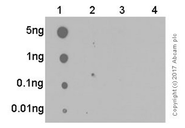 Dot Blot - Anti-FAK (phospho Y576 + Y577) antibody [EP1832Y] - BSA and Azide free (AB247455), expandable thumbnail