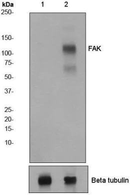Western blot - Anti-FAK (phospho Y576 + Y577) antibody [EP1832Y] - BSA and Azide free (AB247455)