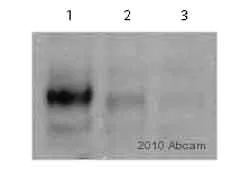 Western blot - Anti-FAK (phospho Y861) antibody (AB4804)