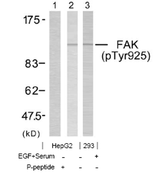 Western blot - Anti-FAK (phospho Y925) antibody (AB38512), expandable thumbnail