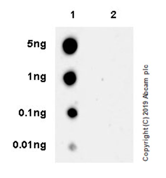 Dot Blot - Anti-FAK (phospho Y925) antibody [EPR22330-75] (AB230813), expandable thumbnail