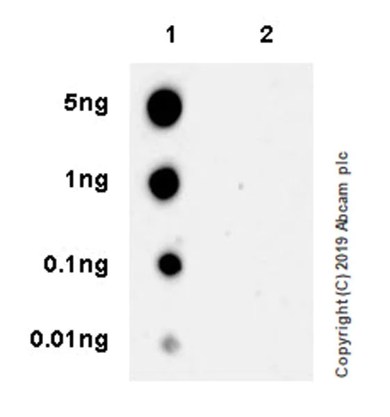 Dot Blot - Anti-FAK (phospho Y925) antibody [EPR22330-75] (AB230813)