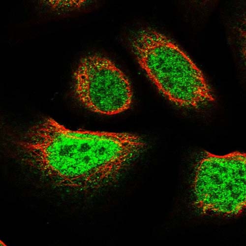 Immunocytochemistry/ Immunofluorescence - Anti-FAM107B antibody (AB122566), expandable thumbnail