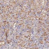 Immunohistochemistry (Formalin/PFA-fixed paraffin-embedded sections) - Anti-FAM107B antibody (AB122566), expandable thumbnail