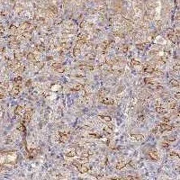 Immunohistochemistry (Formalin/PFA-fixed paraffin-embedded sections) - Anti-FAM107B antibody (AB122566)