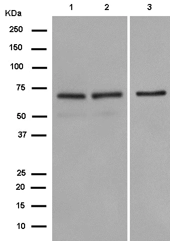 Western blot - Anti-FAM111A antibody [EPR14407] (AB184572)
