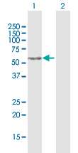 Western blot - Anti-FAM117A antibody (AB172714)