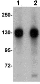 Western blot - Anti-FAM120A/OSSA antibody (AB106454)