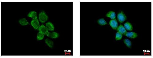Immunocytochemistry/ Immunofluorescence - Anti-FAM120A/OSSA antibody (AB229254)