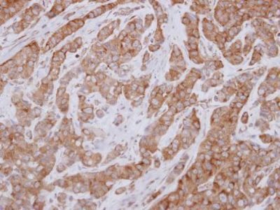 Immunohistochemistry (Formalin/PFA-fixed paraffin-embedded sections) - Anti-FAM120A/OSSA antibody (AB229254)
