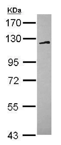 Western blot - Anti-FAM120A/OSSA antibody (AB229254)