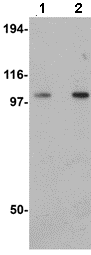 Western blot - Anti-FAM120B antibody (AB106455)