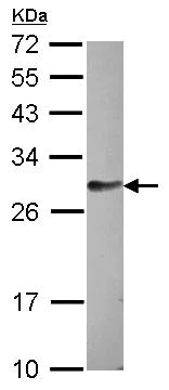 Western blot - Anti-FAM122B antibody (AB97797)