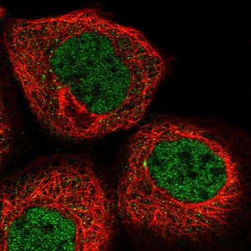 Immunocytochemistry/ Immunofluorescence - Anti-FAM126B antibody (AB122318), expandable thumbnail