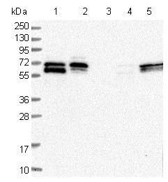 Western blot - Anti-FAM126B antibody (AB122318), expandable thumbnail