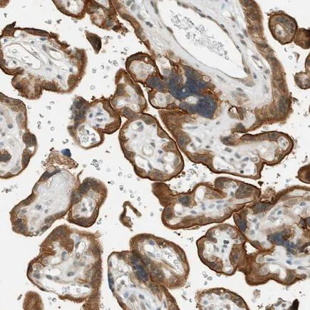 Immunohistochemistry (Formalin/PFA-fixed paraffin-embedded sections) - Anti-FAM129B antibody (AB224116)
