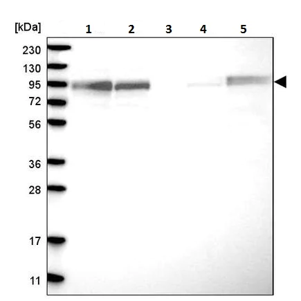 Western blot - Anti-FAM129B antibody (AB224116)
