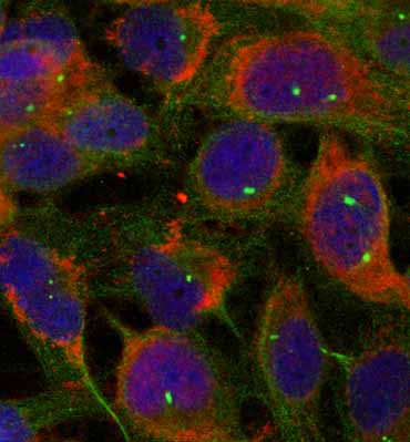 Immunocytochemistry/ Immunofluorescence - Anti-FAM129B antibody (AB75638)