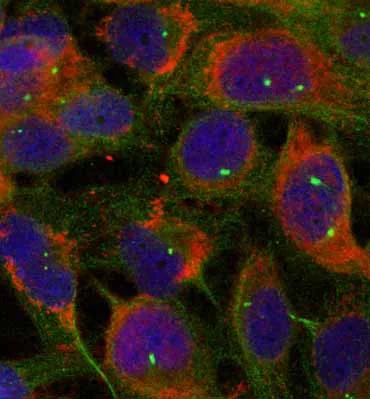 Immunocytochemistry/ Immunofluorescence - Anti-FAM129B antibody (AB75638)