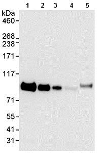 Western blot - Anti-FAM129B antibody (AB99333)