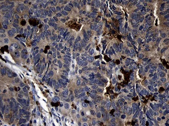 Immunohistochemistry (Formalin/PFA-fixed paraffin-embedded sections) - Anti-FAM131C antibody [OTI6E2] (AB236383)