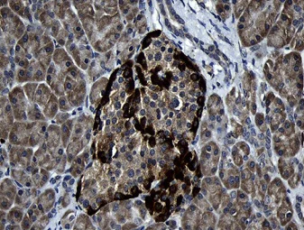 Immunohistochemistry (Formalin/PFA-fixed paraffin-embedded sections) - Anti-FAM131C antibody [OTI6E2] (AB236383)