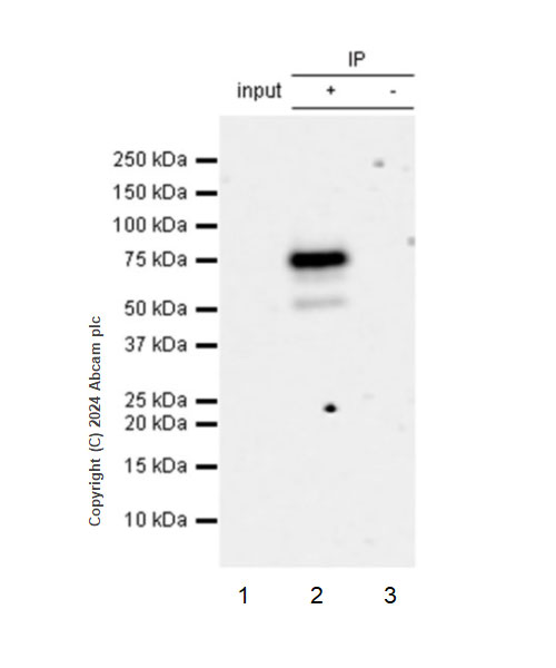 Immunoprecipitation - Anti-FAM134B antibody [EPR28817-67] (AB316161), expandable thumbnail