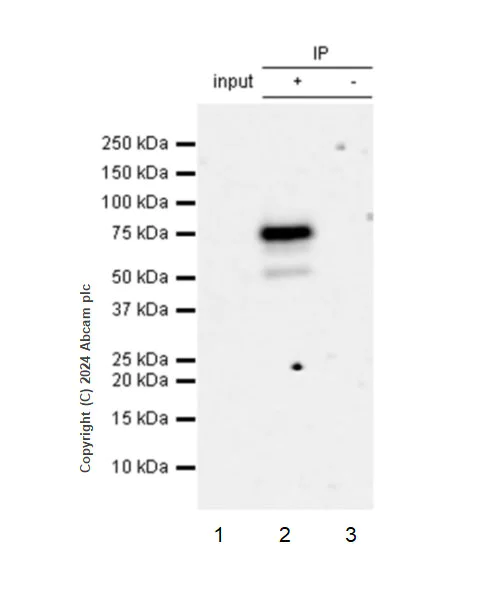 Immunoprecipitation - Anti-FAM134B antibody [EPR28817-67] - BSA and Azide free (AB316162)